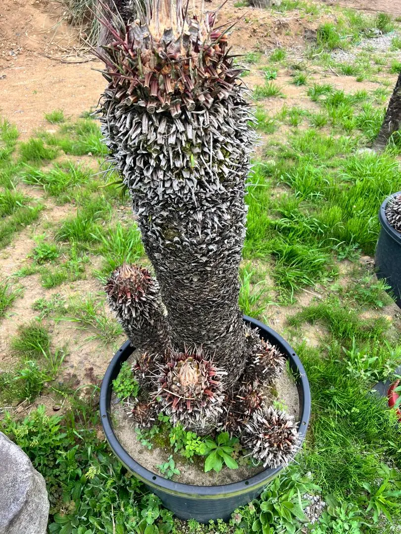 2026年最新】ソテツ 引き取りの人気アイテム - メルカリ