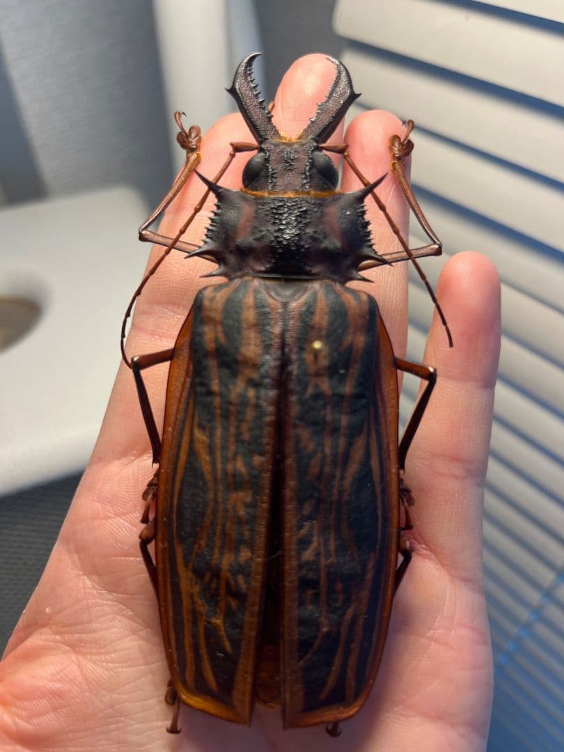 106mm♀】オオキバウスバカミキリ標本 Macrodontia昆虫標本