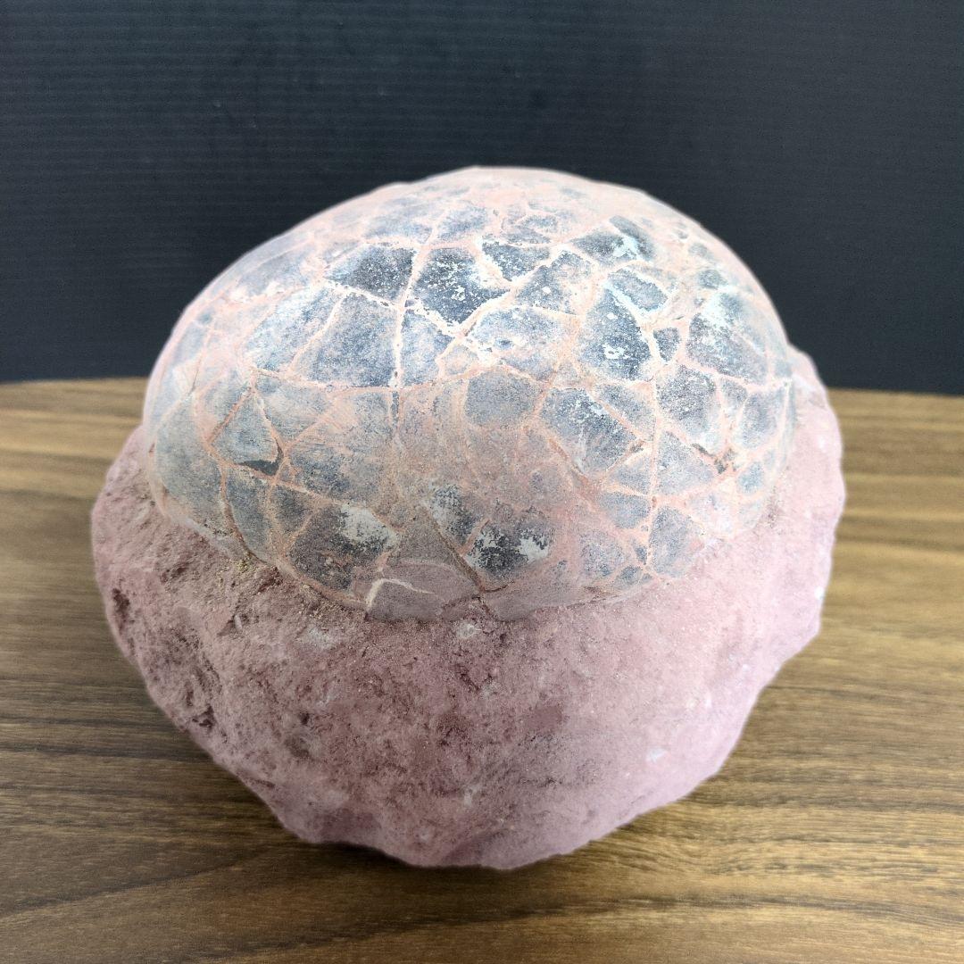 (貴重)　恐竜ハドロサウルスの卵化石　中国　補修あり 2026年最新】ハドロサウルス 化石の人気アイテム - メルカリ