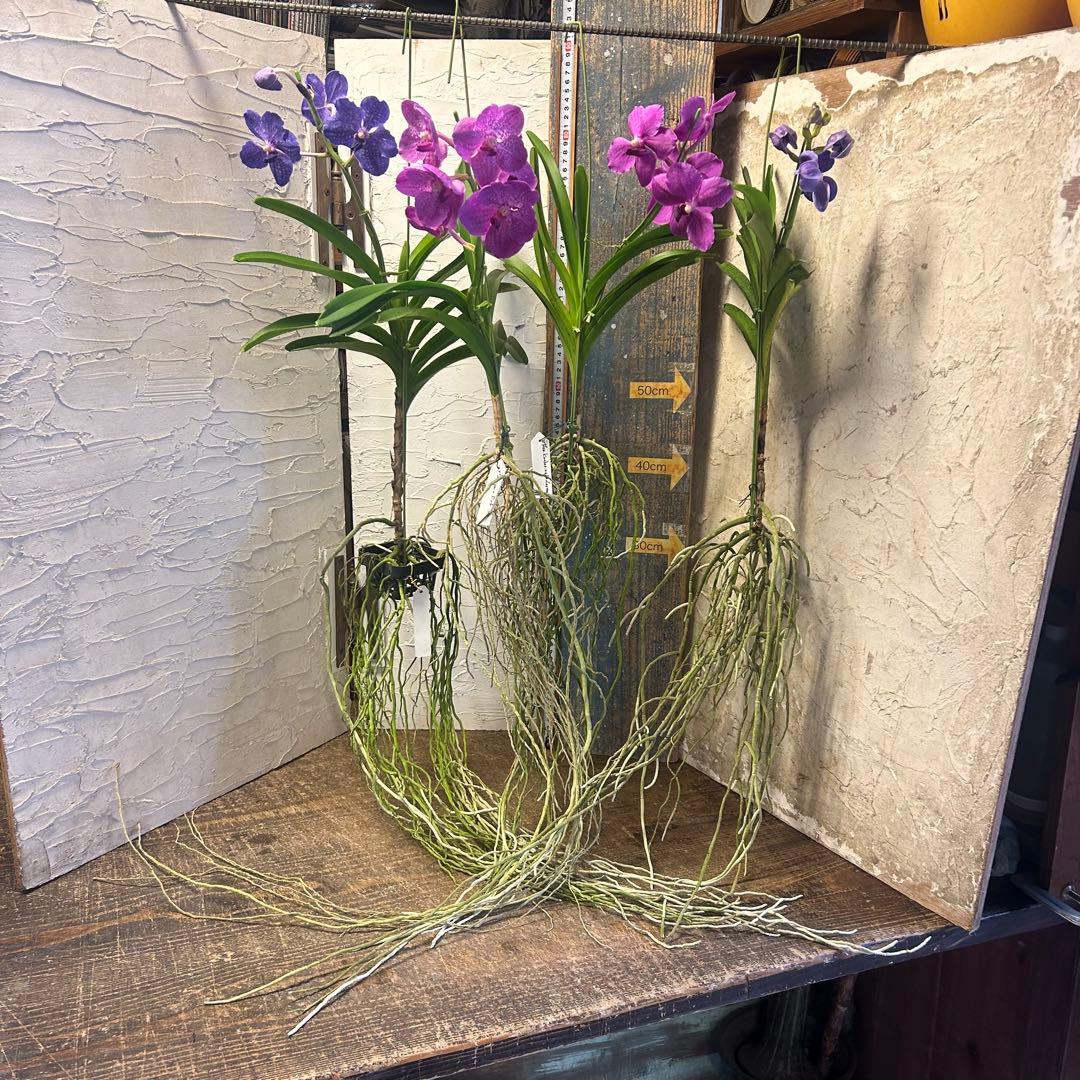 洋蘭 バンダ 4種4株 ハンギング - メルカリ