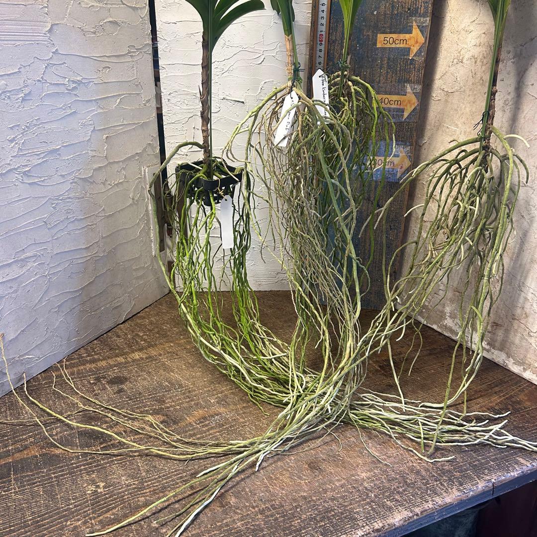 洋蘭 バンダ 4種4株 ハンギング - メルカリ