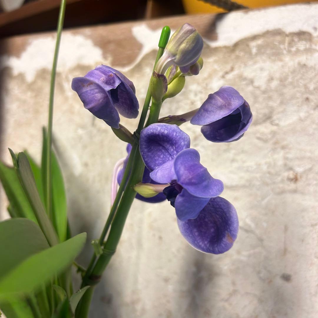 洋蘭 バンダ 4種4株 ハンギング - メルカリ