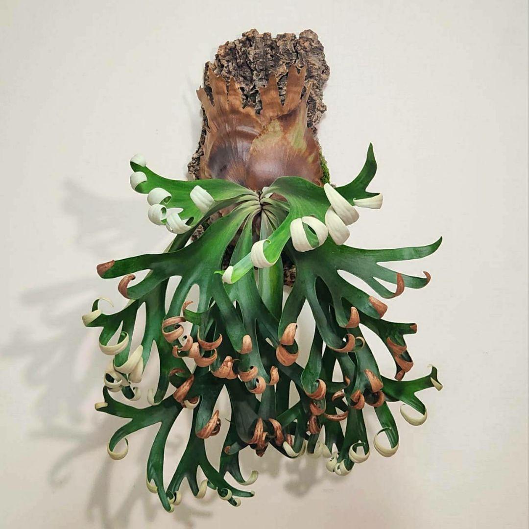 フーンシキOC子株 P.FoongSiQi ビカクシダ 株分け品子株 オリジナル