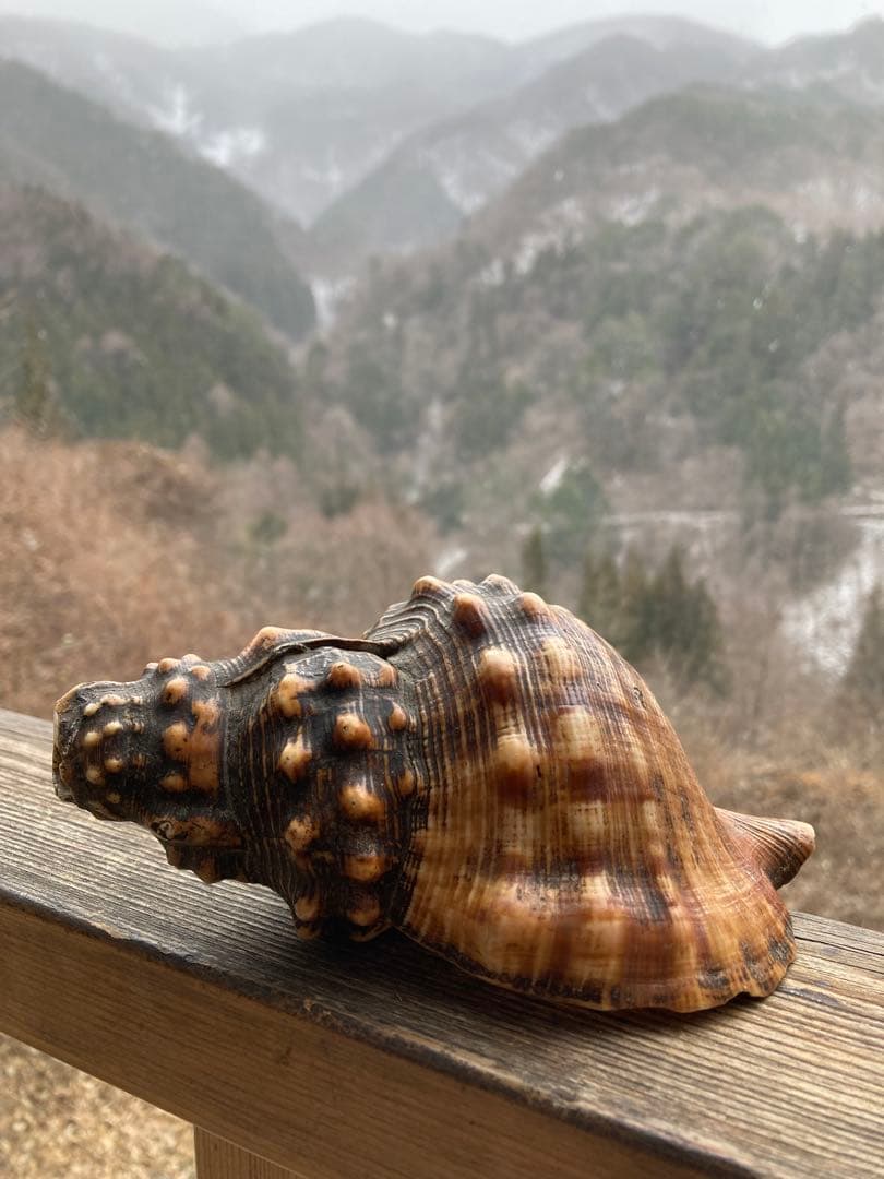 法螺貝 山伏 魔除け 戦前