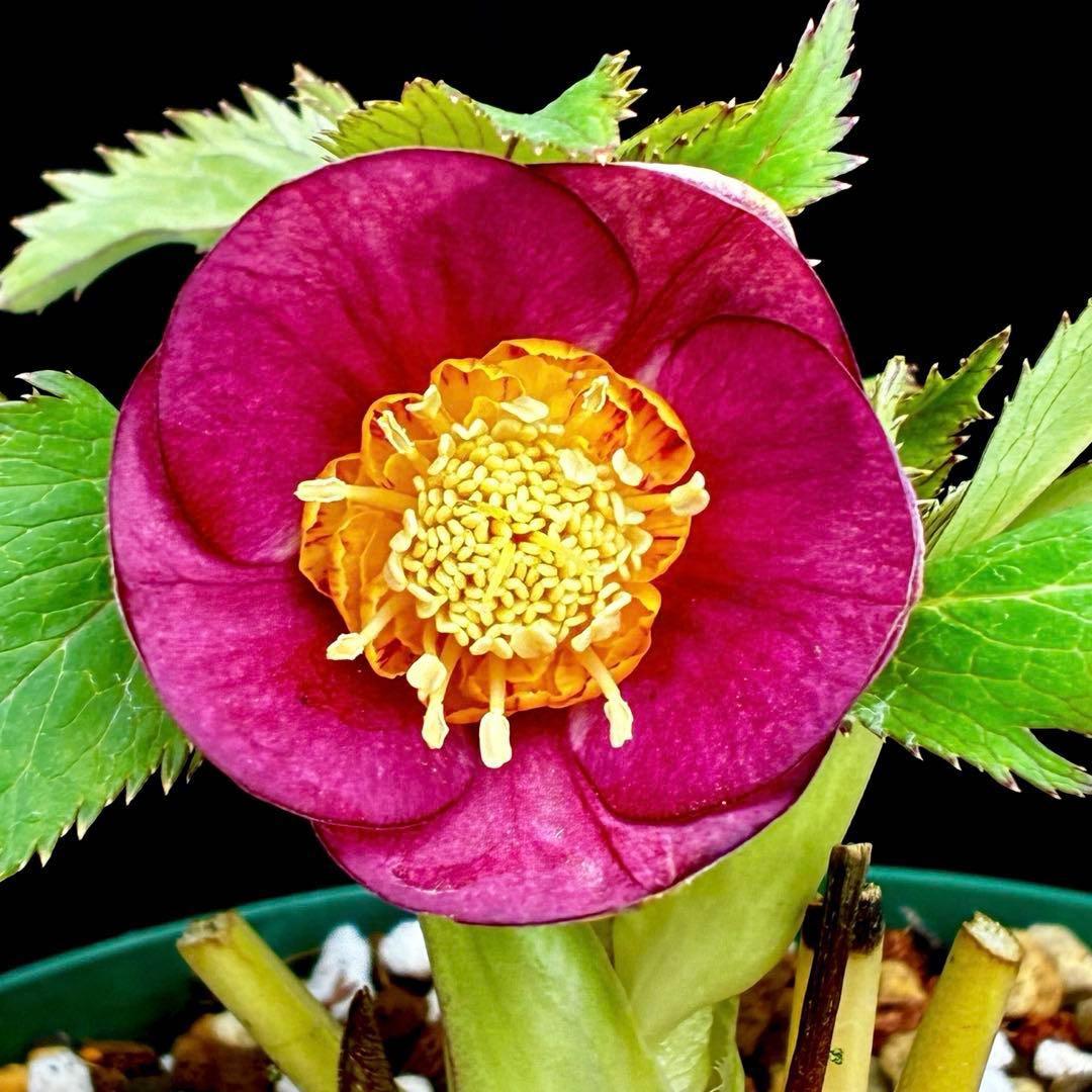 u*0様 541☘️蕾花タグ付☘️極上⭐️SD⭐️蜃気楼交配⭐️小輪⭐️紅赤/ゴ