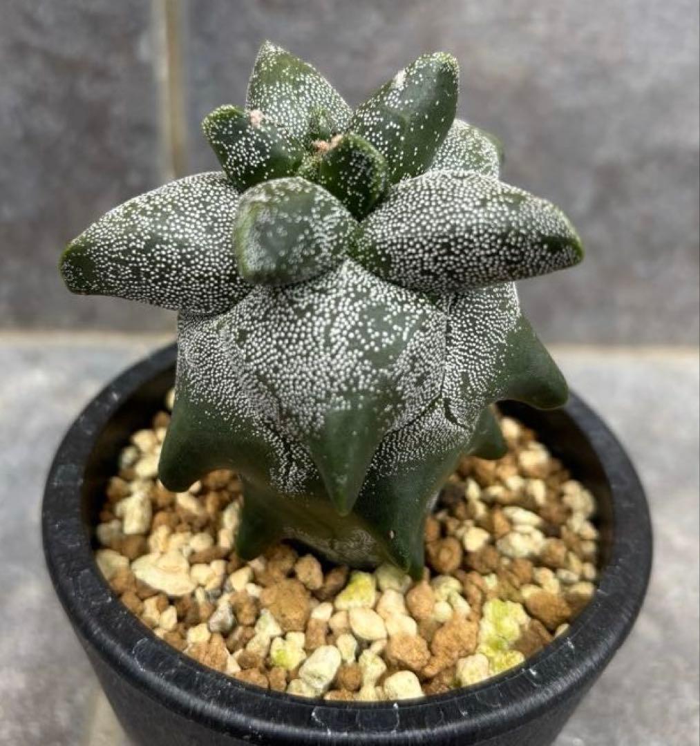 レア種 アストロフィツム ランポーモンスト 抜き苗 ランポー玉 鸞鳳玉