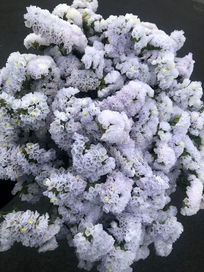 Atelier.sh.様 リクエスト 5点 まとめ商品 ドライフラワー専門店