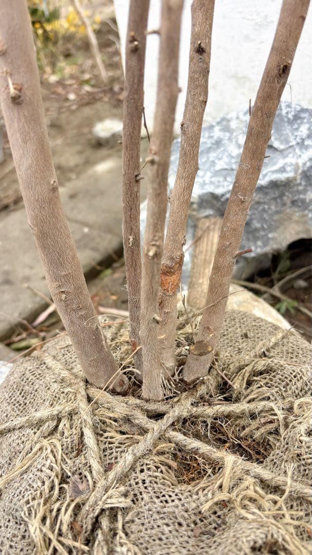 希少。赤花エゴノキピンクチャイム株立ち1.8M(鉢底から) - メルカリ