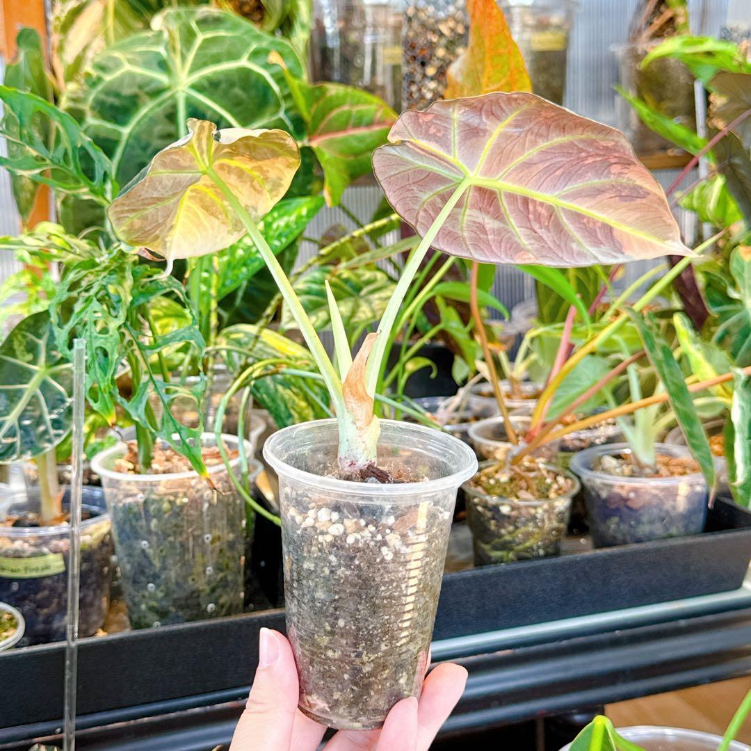 アロカシア アズラニー 斑入り 芋 限定2個 芋】 アロカシア ブラック