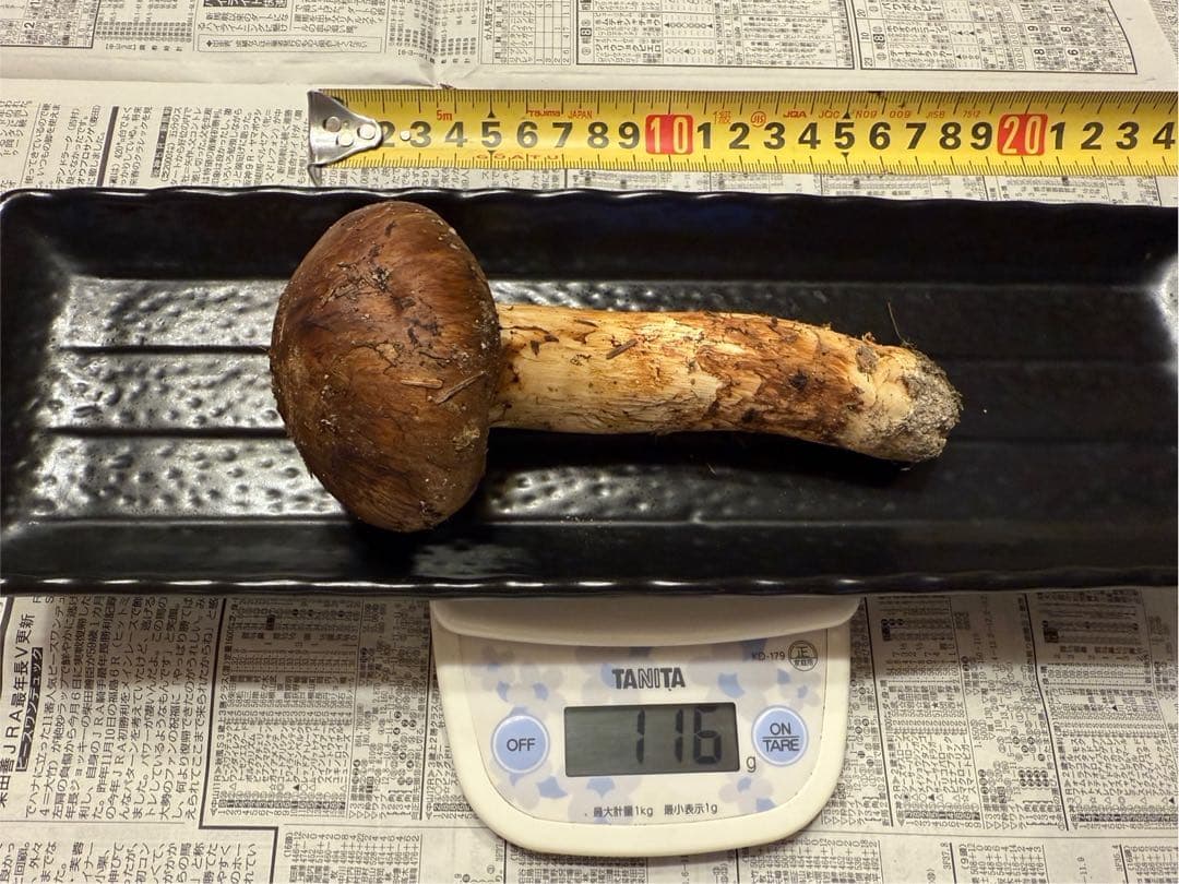 松茸 北海道 500g 国産 ①