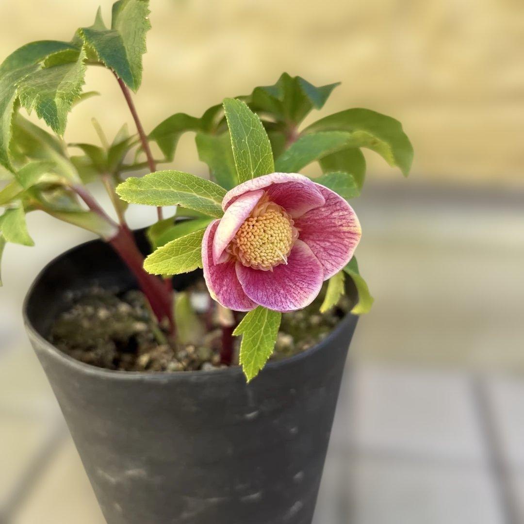 広瀬園芸 クリスマスローズ 開花株 匿名発送 ピンクオーレアセミダブル