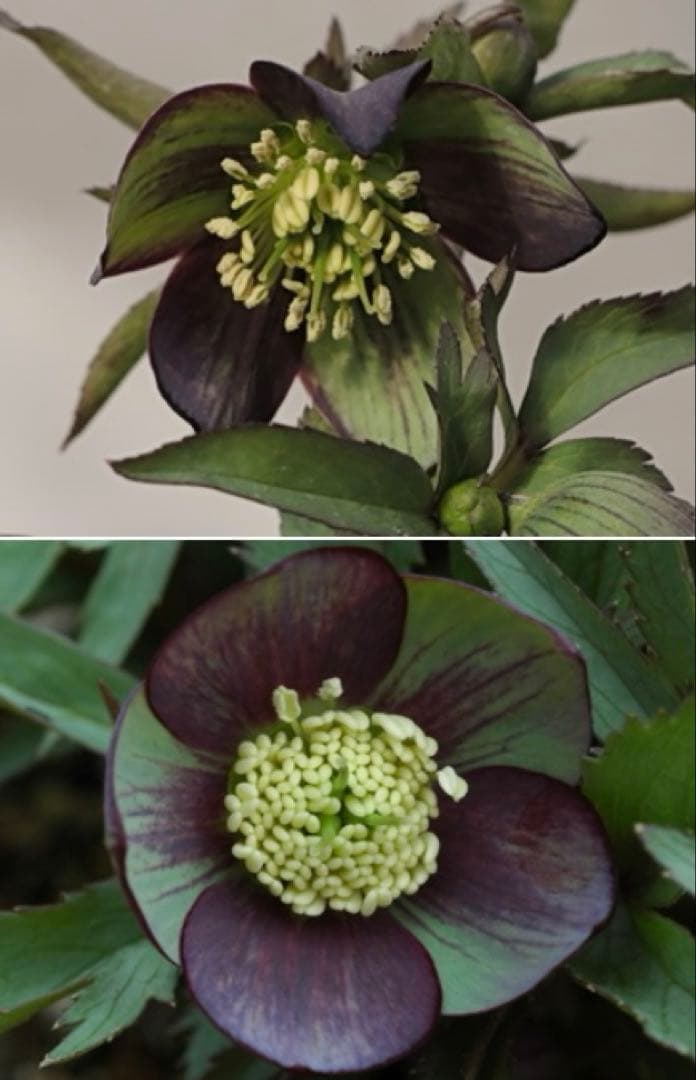 原種クリスマスローズ「トルカータス」 - メルカリ