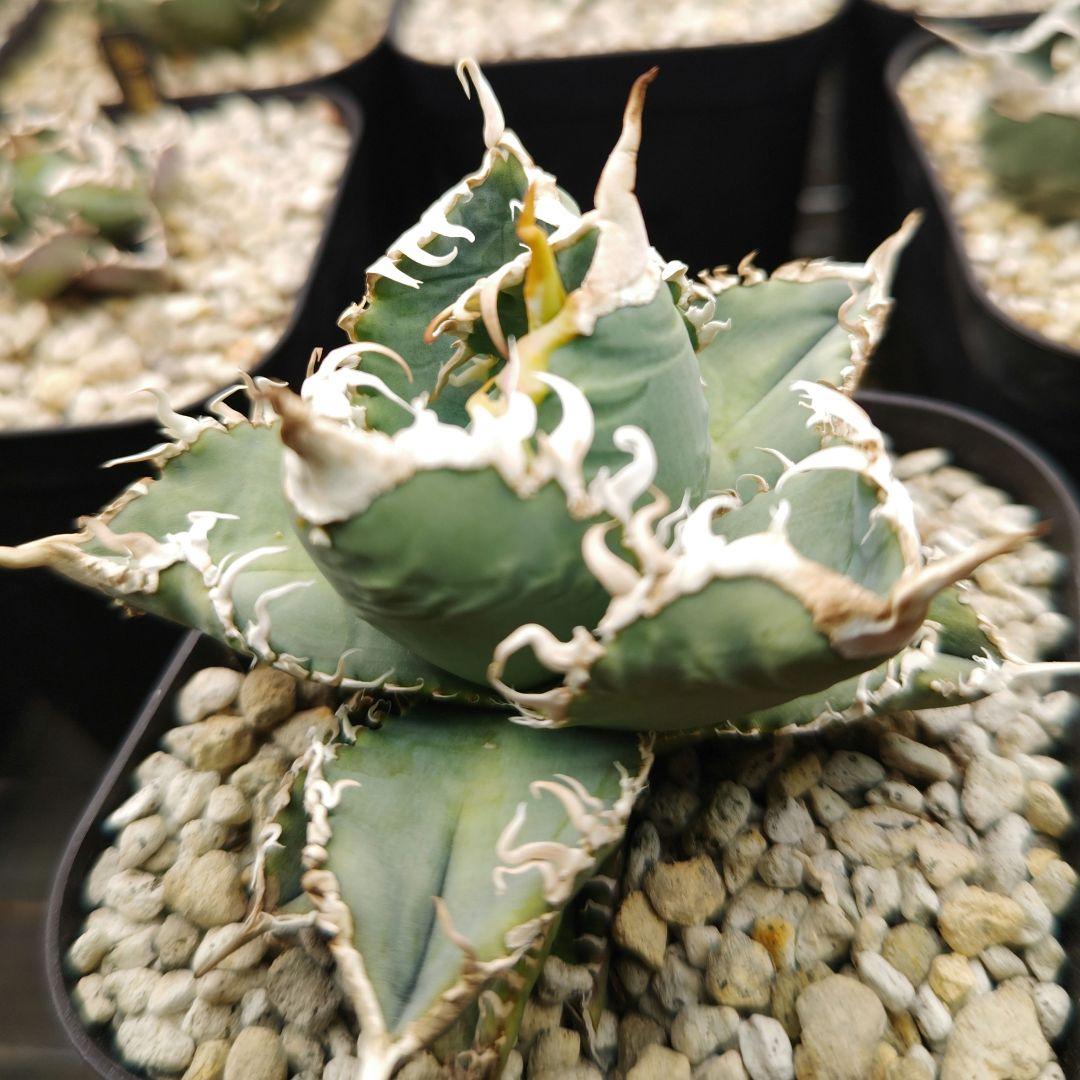 アガベ　チタノタ　白幽霊 アガベ チタノタ 白幽霊【発根管理中】TC株 agave titanota white gho