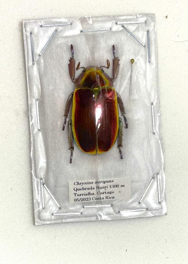 アウリガヌスプラチナコガネ　標本 新着標本】 大人気プラチナコガネ3種入荷いたしました✨ 鏡面のような