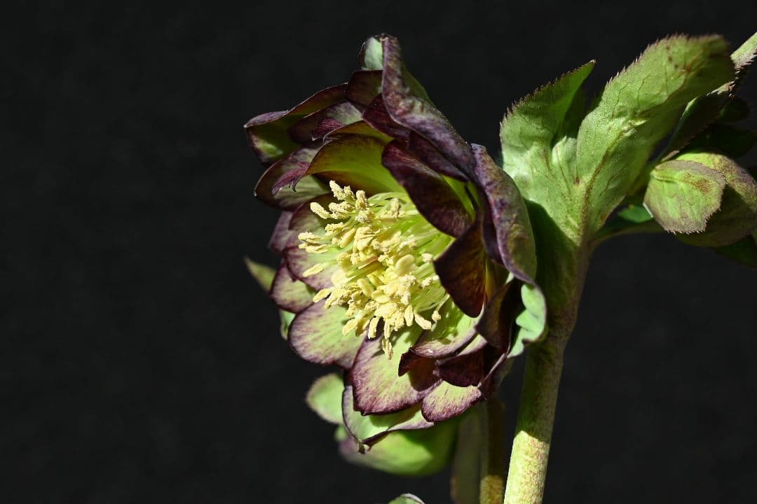 クリスマスローズ ddバイカラーグレープ 加藤農園 - メルカリ