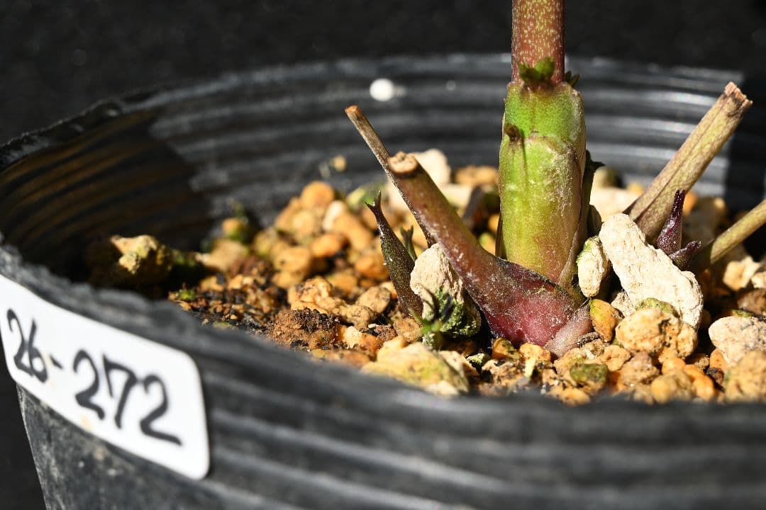 クリスマスローズ ddバイカラーグレープ 加藤農園 - メルカリ