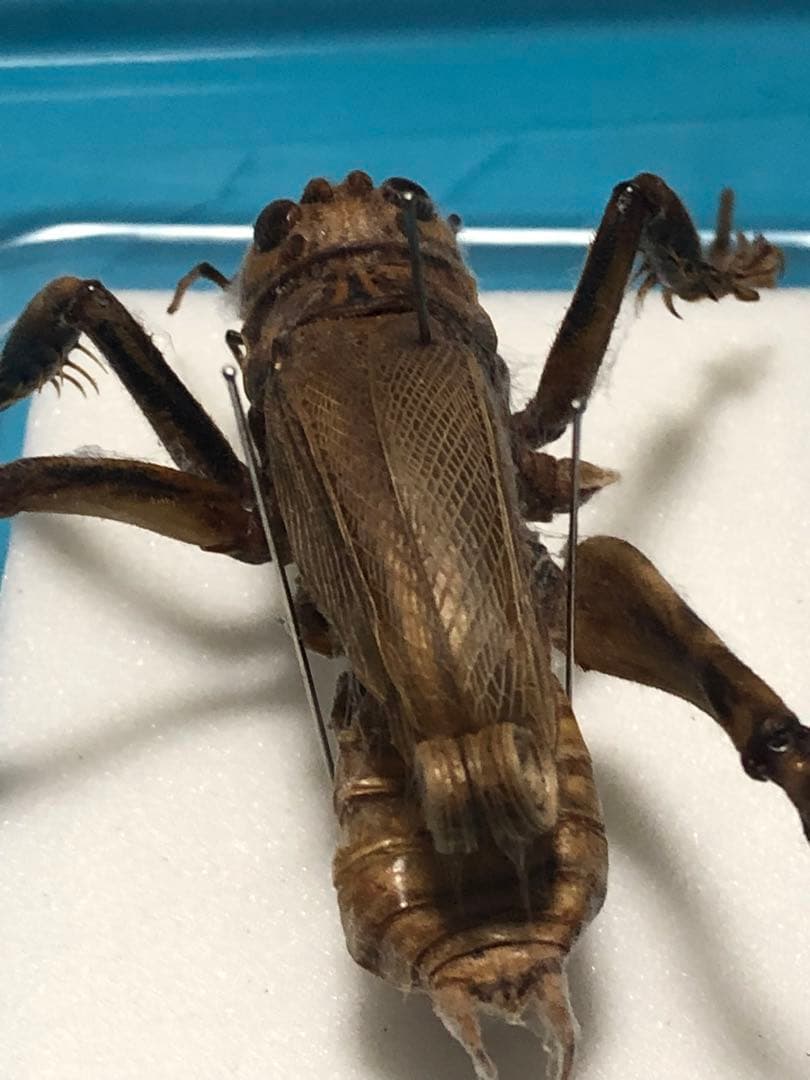 マキバネコロギス 標本 - メルカリ