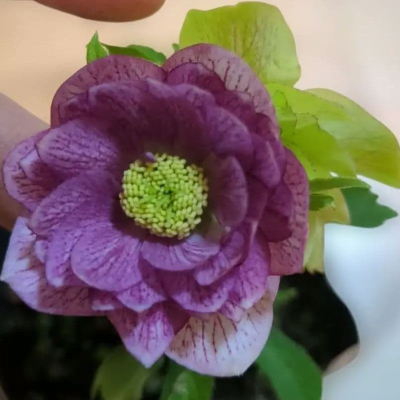 花苗 クリスマスローズ 八重咲き 紫開花株 - メルカリ