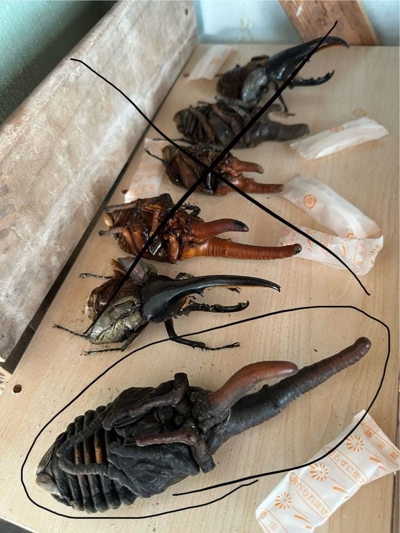 ヘラクレスヘラクレス　蛹　標本 ヘラクレスオオカブト ヘラクレスヘラクレス 標本用 昆虫 蛹 全長196mm