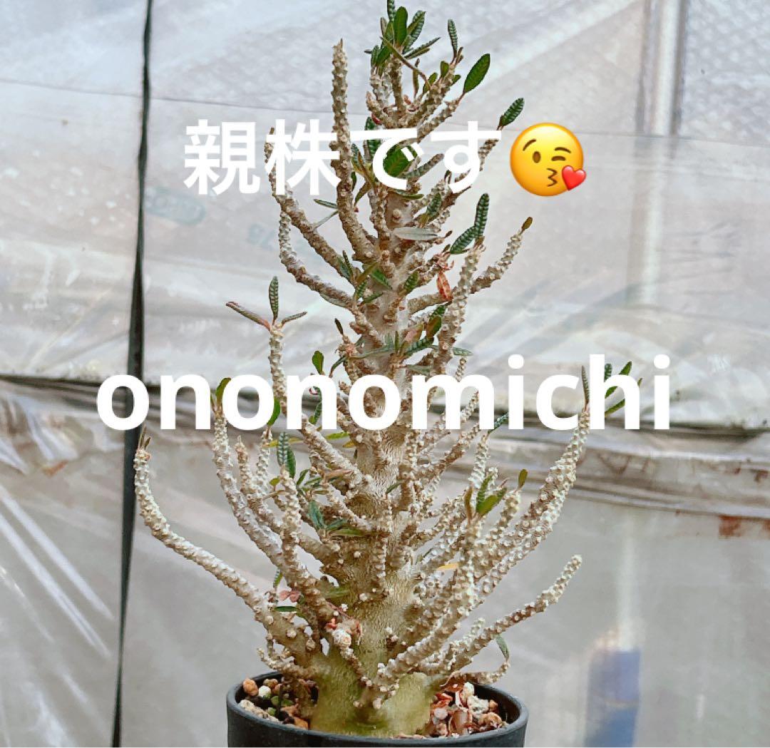 早い者勝ち☆発根済】 ドルステニア ギガス ブラータ 短葉 シルバー