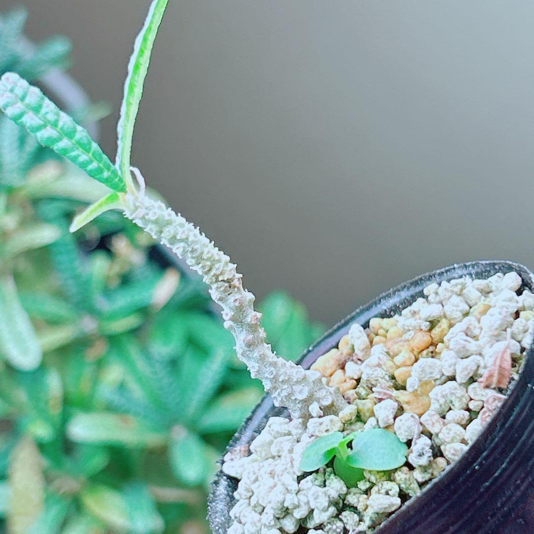 早い者勝ち☆発根済】 ドルステニア ギガス ブラータ 短葉 シルバー