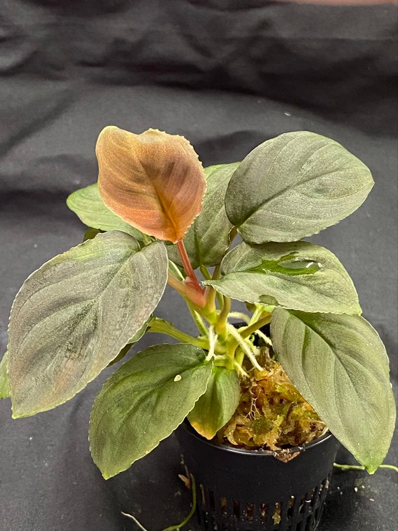 ホマロメナ レッドリーフHomalomena Red leaf AZ0823-2 - メルカリ