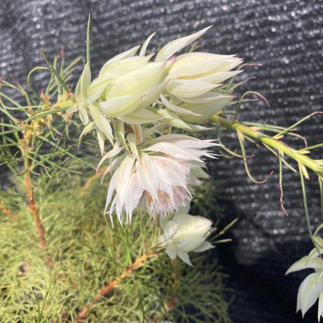 ②*:ஐ白花*:ஐジョーイセルリア・苗木【ブラッシングブライド