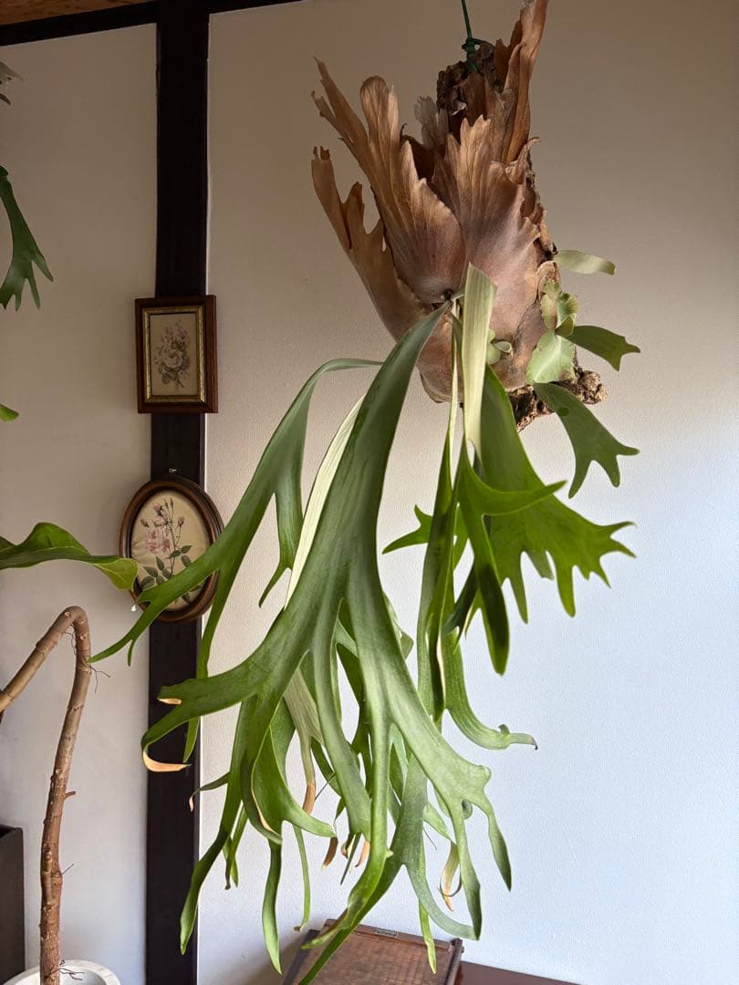 はなはなはなこ