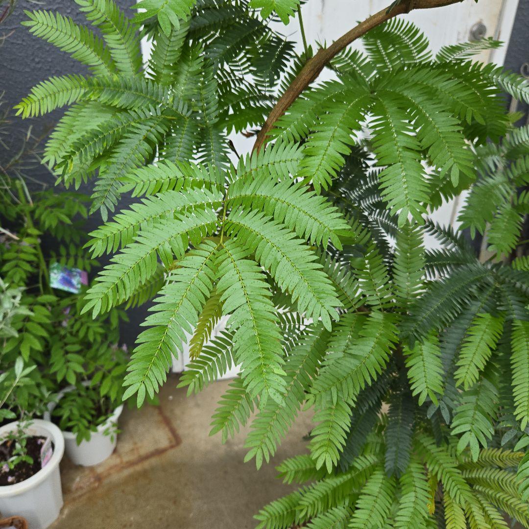 ⑯ エバーフレッシュ曲がり仕立て 8号 特大苗木最高等級極上品‼️