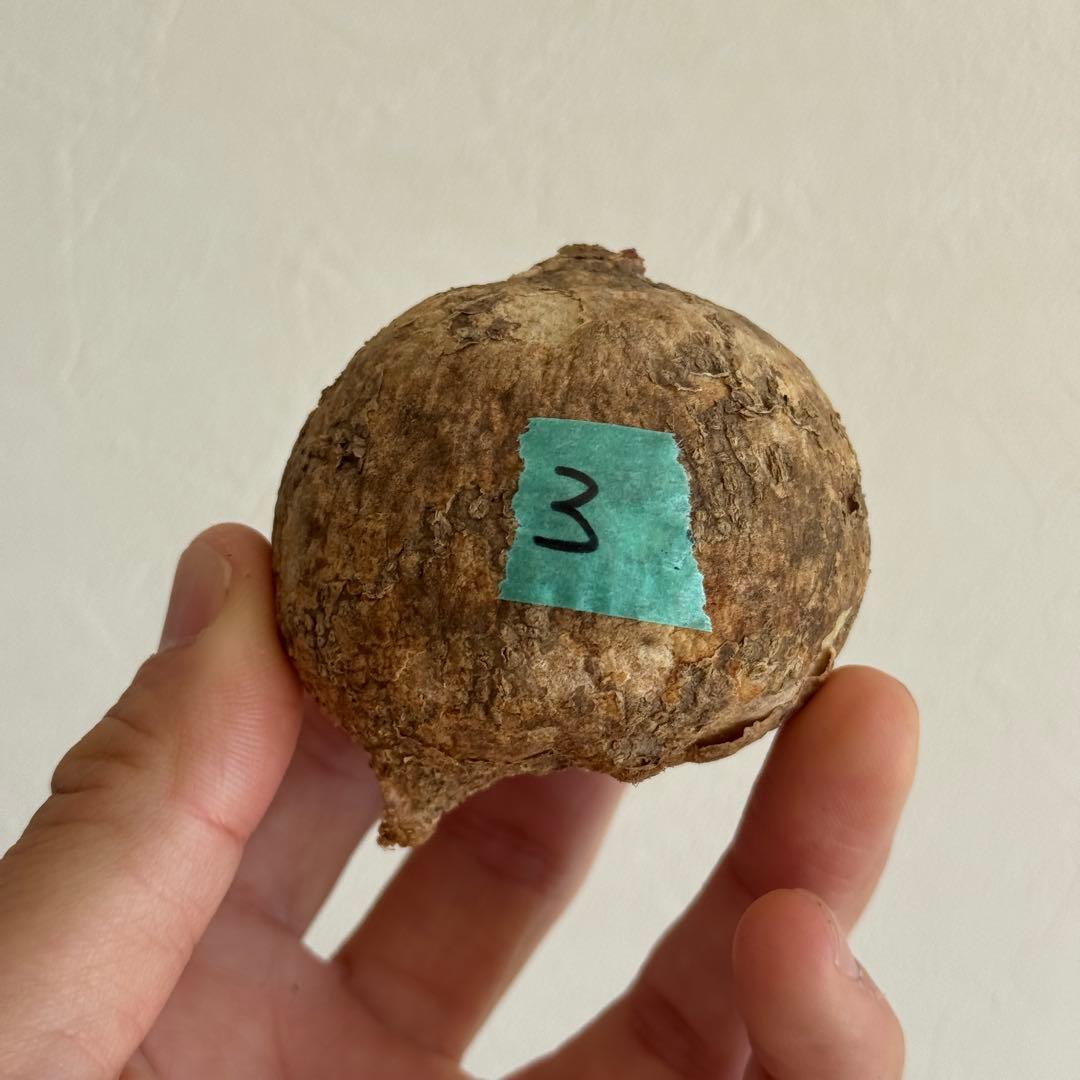 3.アデニア・オバタ 新芽あり輸入直後ベアルート株 Adenia Ovata