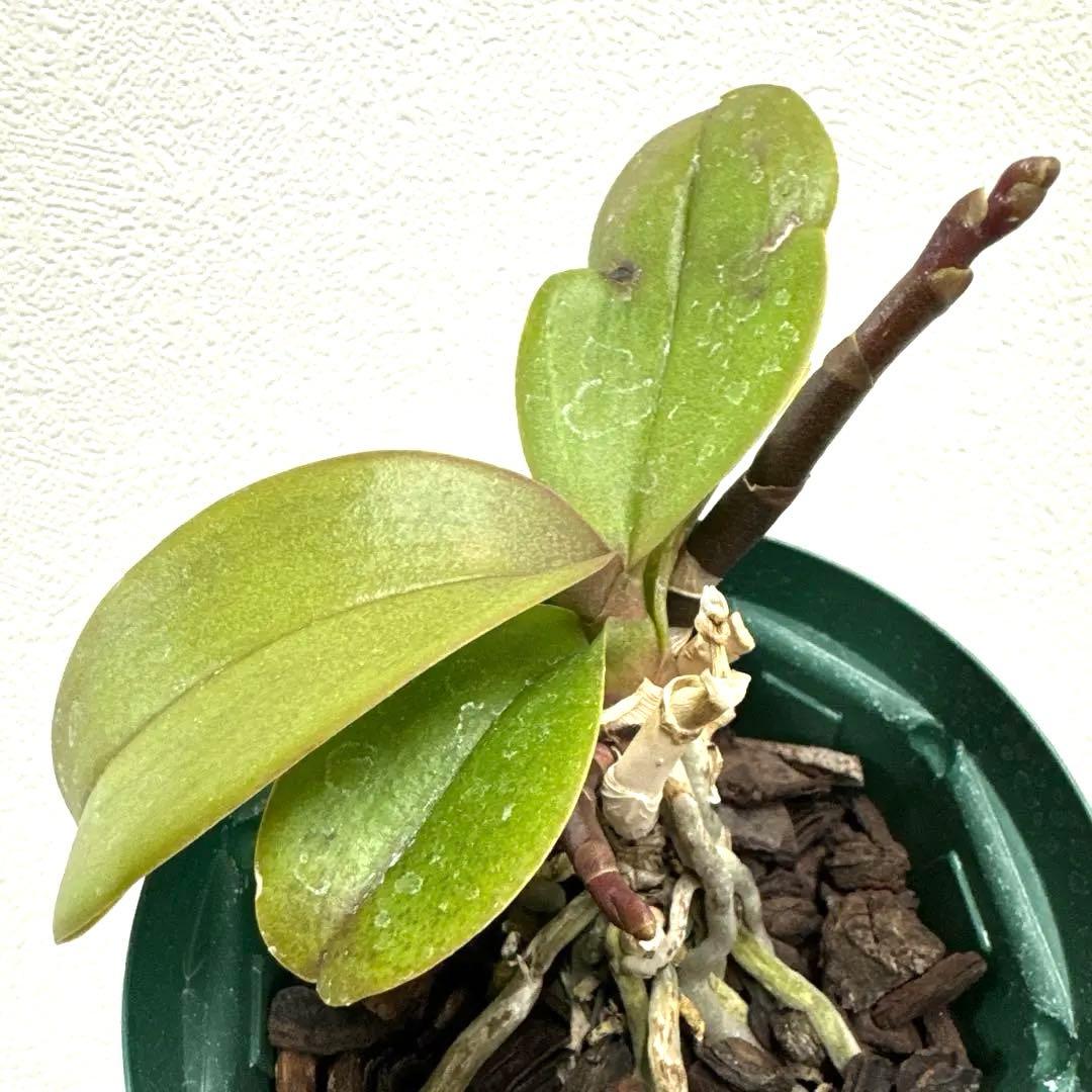 洋ラン 洋蘭 胡蝶蘭 交配種 コチョウラン - メルカリ