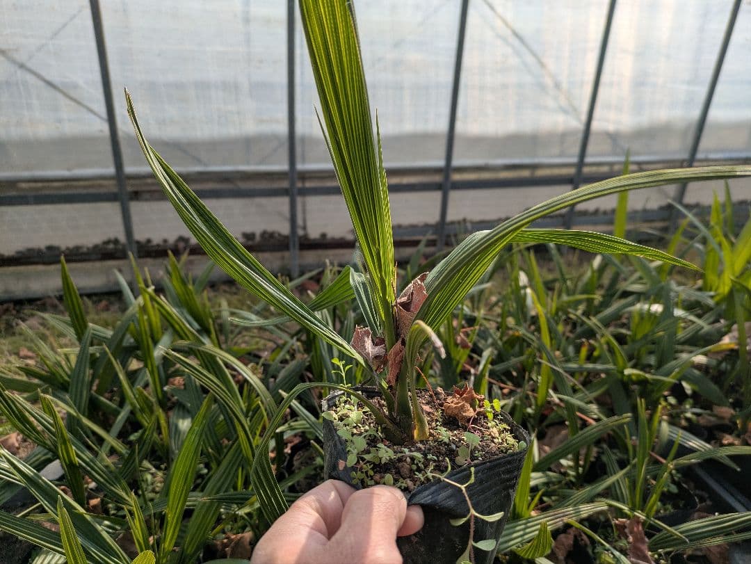 残りわずか カナリーヤシ50株 - メルカリ