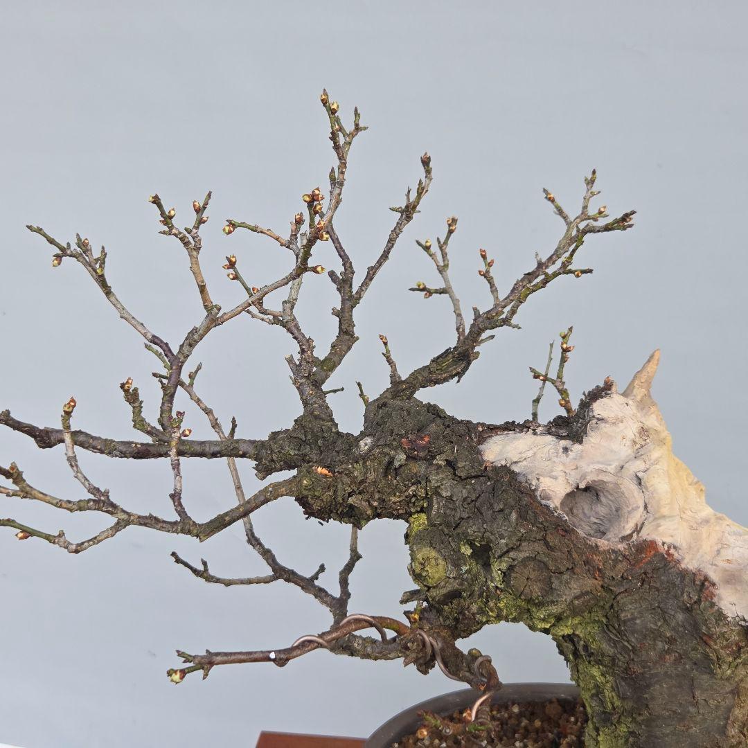 野梅(米良) [舎利幹舎木] 梅/中品盆栽