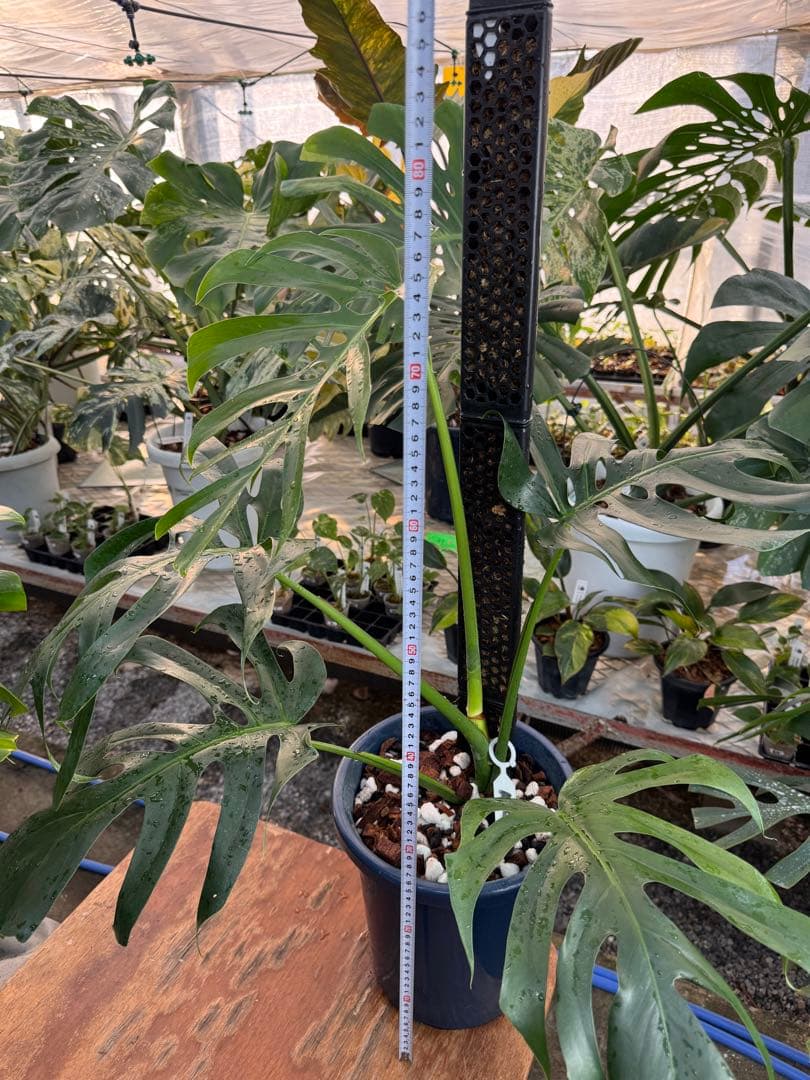 1 モンステラ・デリシオーサ・アラブフォーム \"エロンガータエ\" 日本初出品