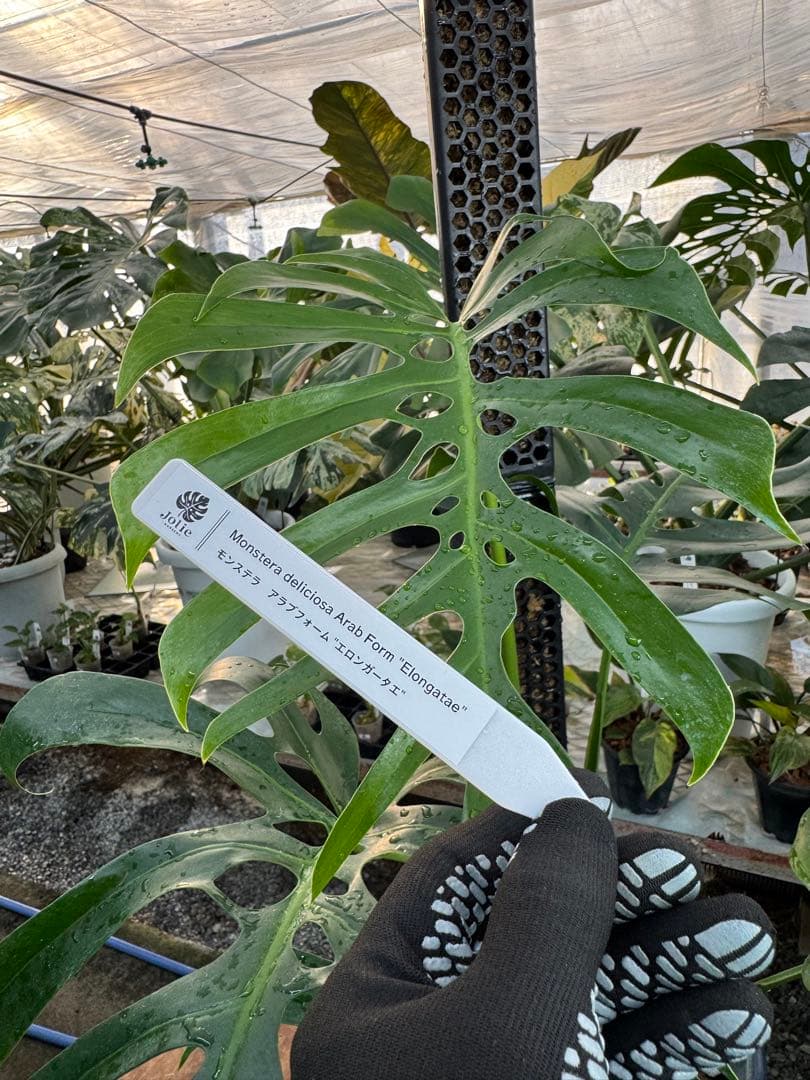 1 モンステラ・デリシオーサ・アラブフォーム \"エロンガータエ\" 日本初出品