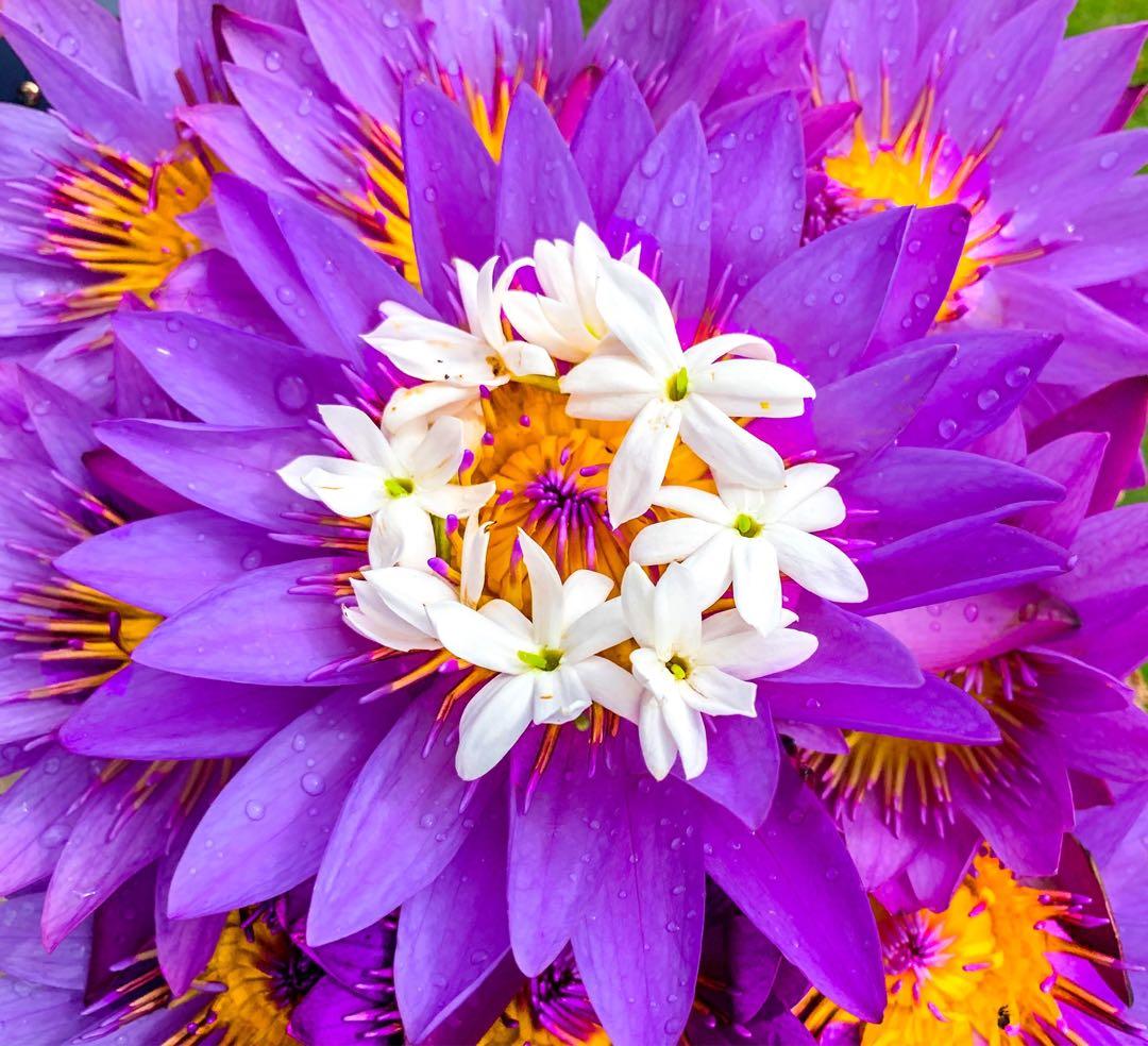 ブルーロータス ドライフラワー 100%有機栽培140g ブルーロータス ドライフラワー 100%有機栽培140g - メルカリ