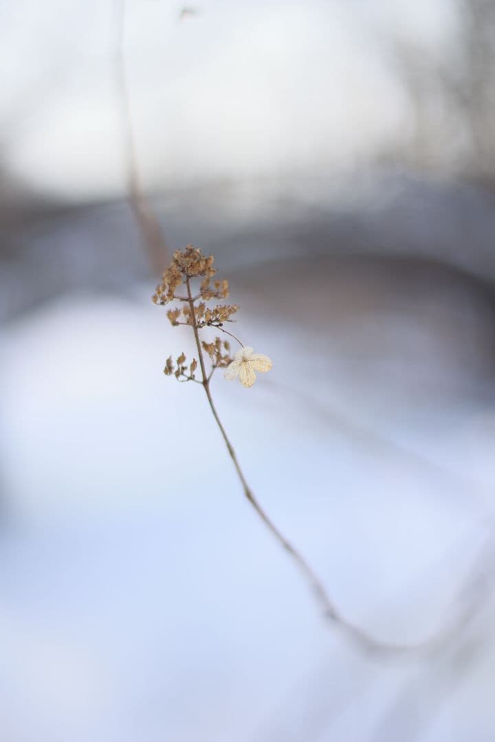 《希少》EBC FUJINON 50mm F1.4 前期型 光学美品【黄変除去】