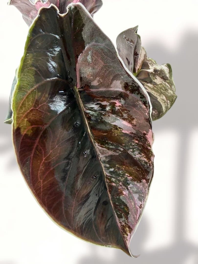 アロカシア アズラニー 斑入り 芋 限定2個 - メルカリ