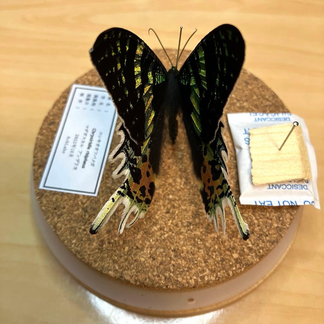 昆虫標本】ニシキオオツバメガ ガラスケース入り - メルカリ