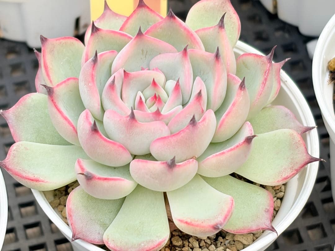 おらいさん苗12個セット そわそわオマケで13苗ミックスベリア