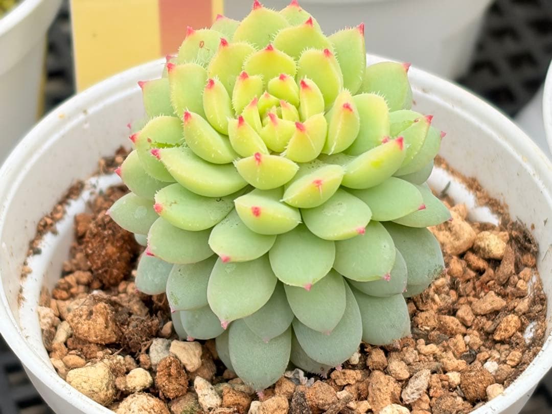 おらいさん苗12個セット そわそわオマケで13苗ミックスベリア