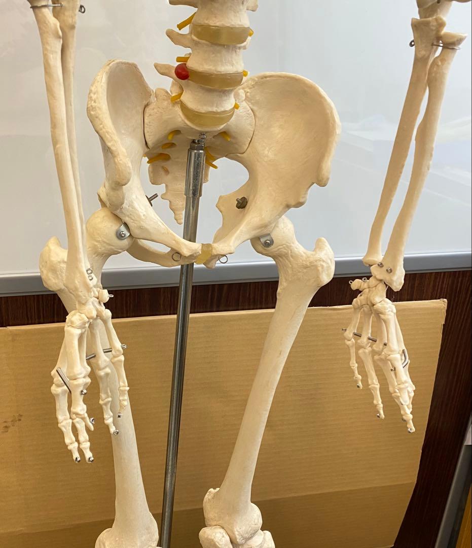 楽天市場】人体模型 166cmの通販 人体骨格模型 約176cm 土台含