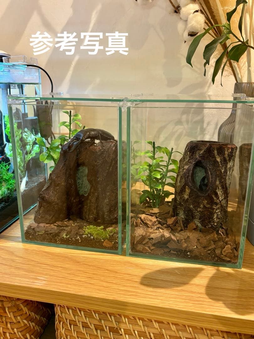 クワリウム 、クワガタ飼育、クワガタ隠れ家、樹洞、うろ、クワガタ