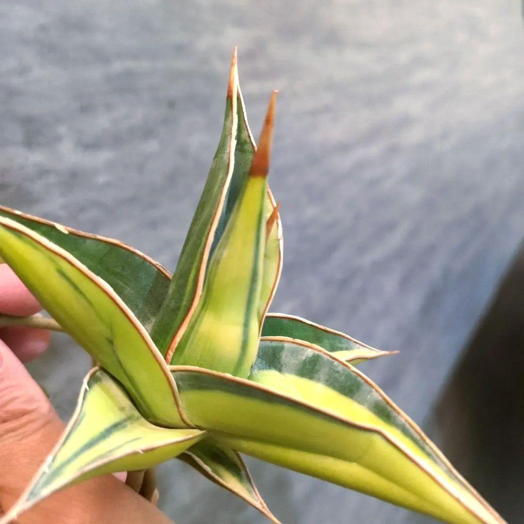 サンスベリア ピングイキュラ 斑入り 3株セット 極上輸入株 ロリダ