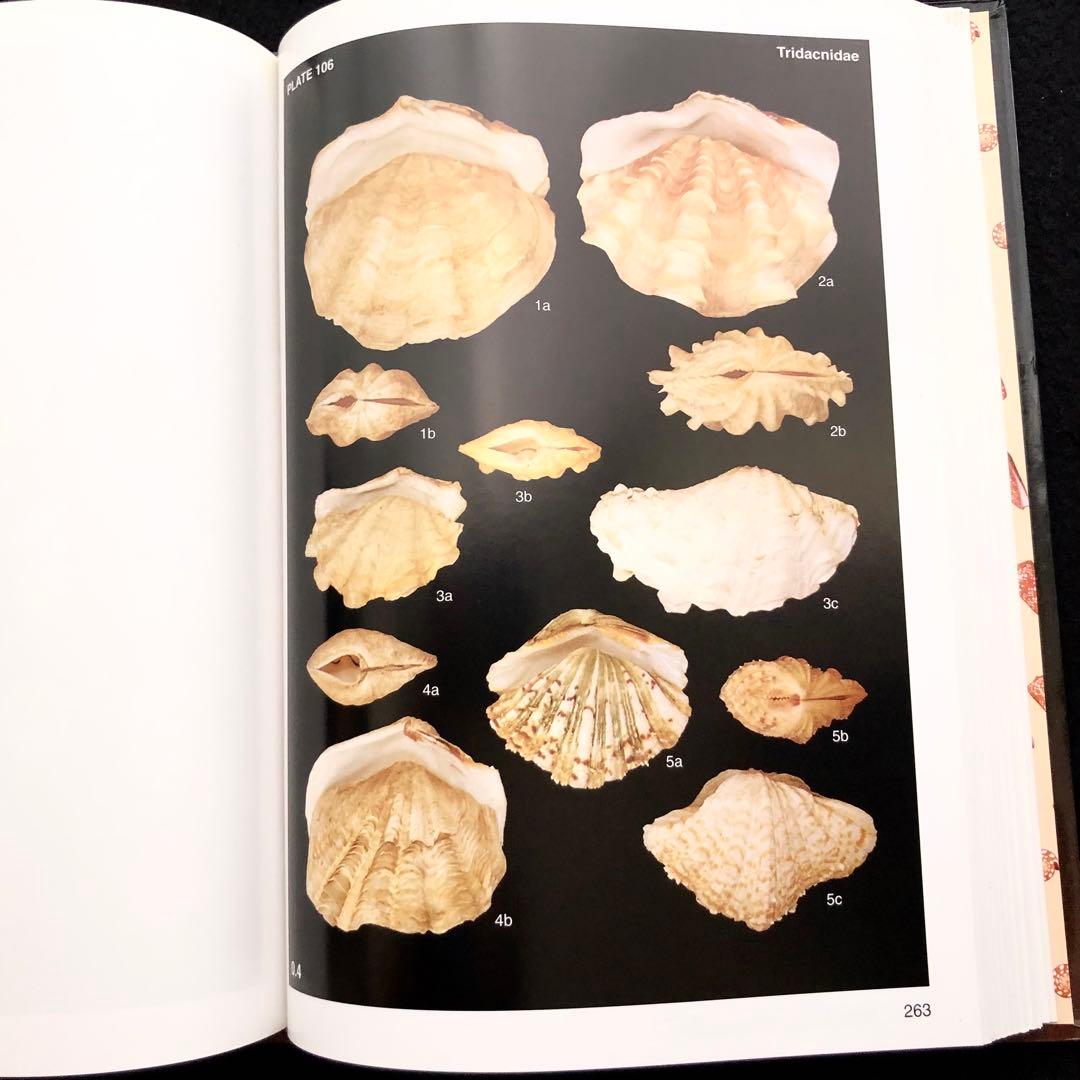 インドネシアの貝類と化石 図鑑「Indonesian Shells」 - メルカリ