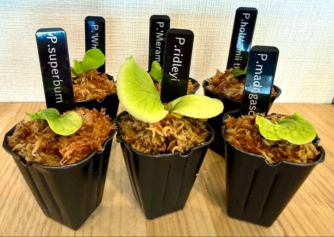 ビカクシダ セット マダガスカリエンセ スパーバム リドレイなど