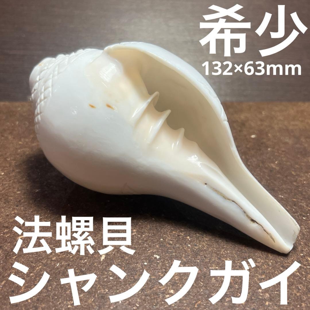 希少 インド産 法螺貝 シャンクガイ - メルカリ