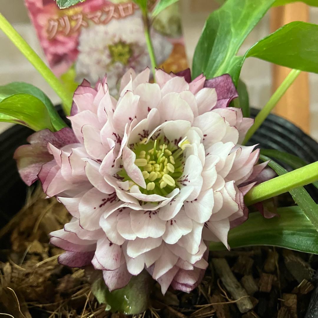 クリスマスローズ 超多弁ダブルD 4.5号ポット 花苗 開花株 - メルカリ
