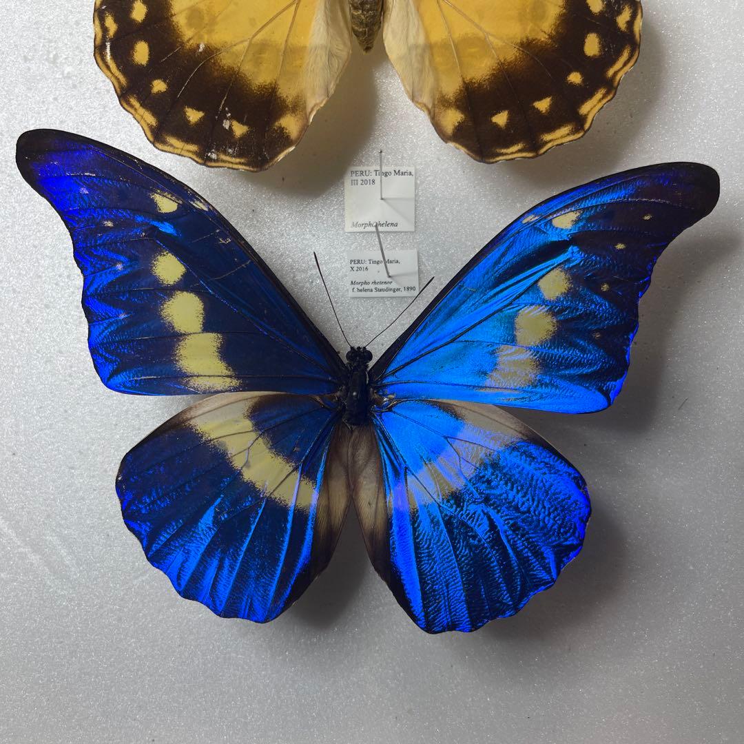 ヘレナモルフォ　雌雄