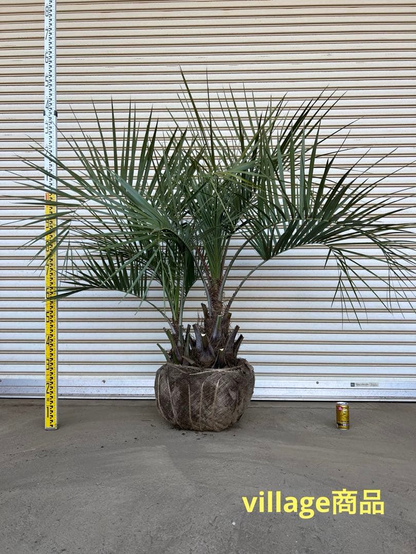 送料込み ココスヤシ シルバーリーフ 株立ち 形状良 新築、鉢植え等に 現品